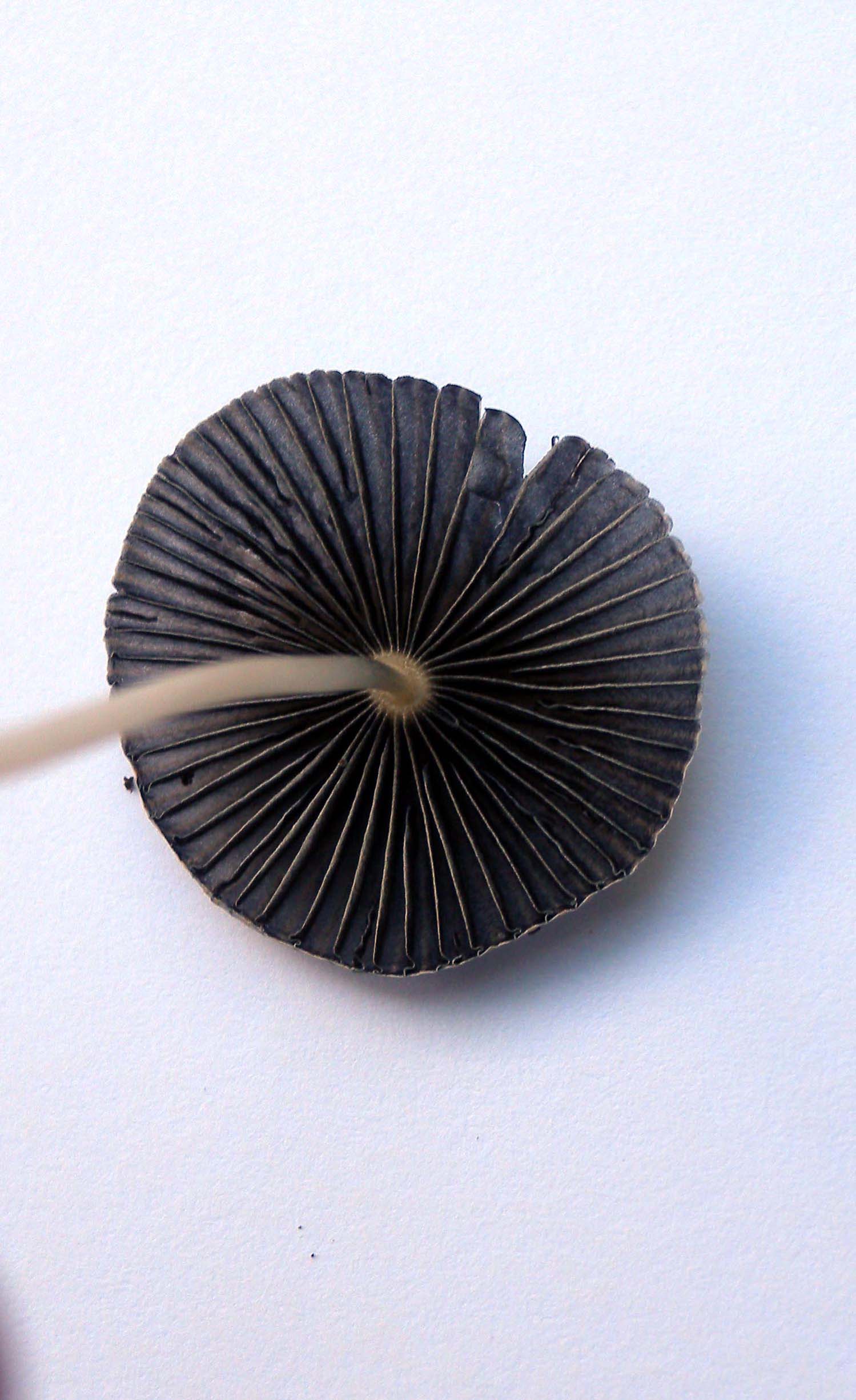 Coprinus ?